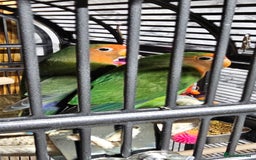 Lovebirds birds for sale: Pair bonded lovebirds - Image 2