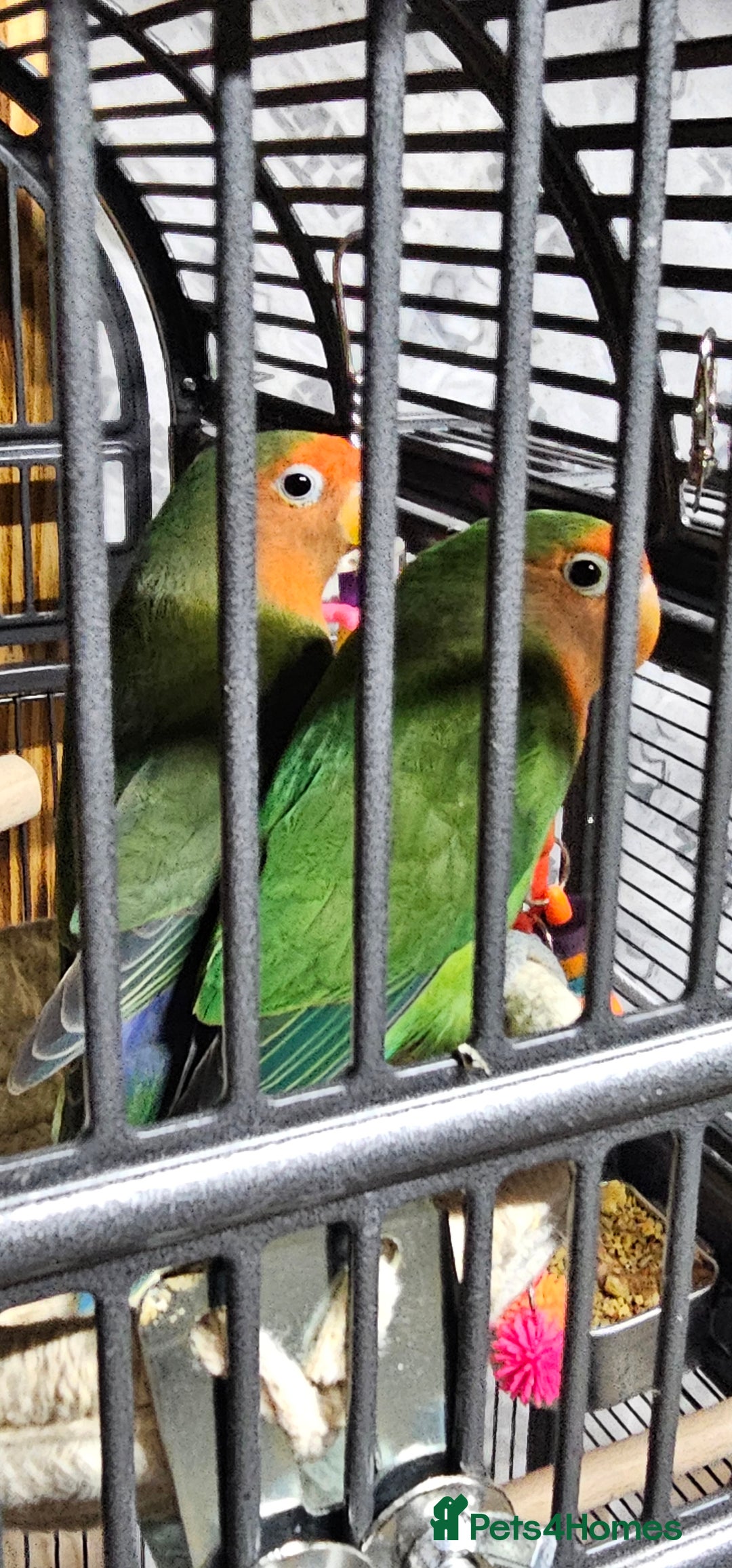 Lovebirds birds for sale: Pair bonded lovebirds - Image 2