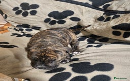 Mixed Breed dogs for sale: Mixed breed puppies - Advert 5