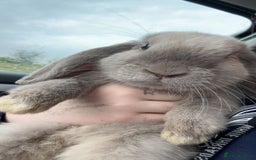 Mini Lop rabbits for sale: lovely male rabbit - Image 5