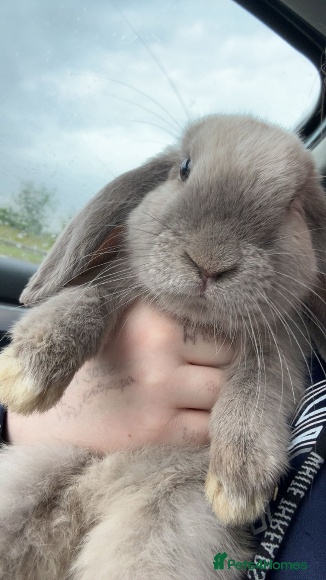 Mini Lop rabbits for sale: lovely male rabbit - Image 5