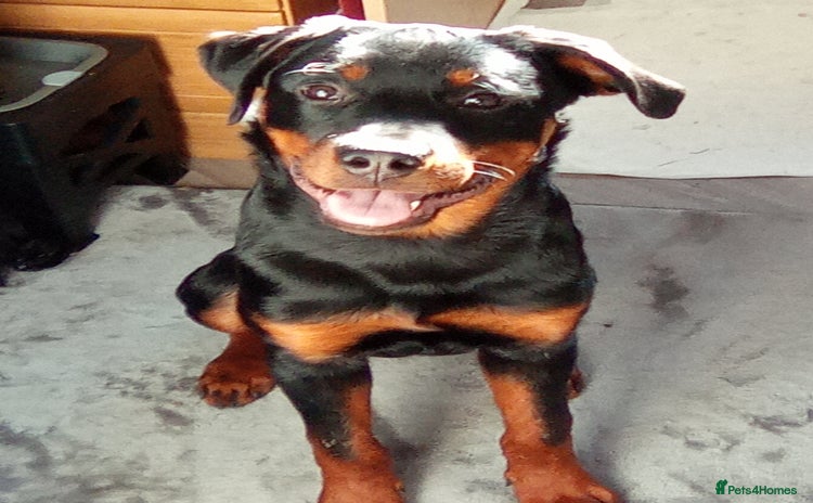 Rottweiler dogs Rehoming 6 month rottweiler  - Advert 10