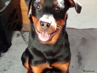 Rottweiler dogs Rehoming 6 month rottweiler - Advert 17