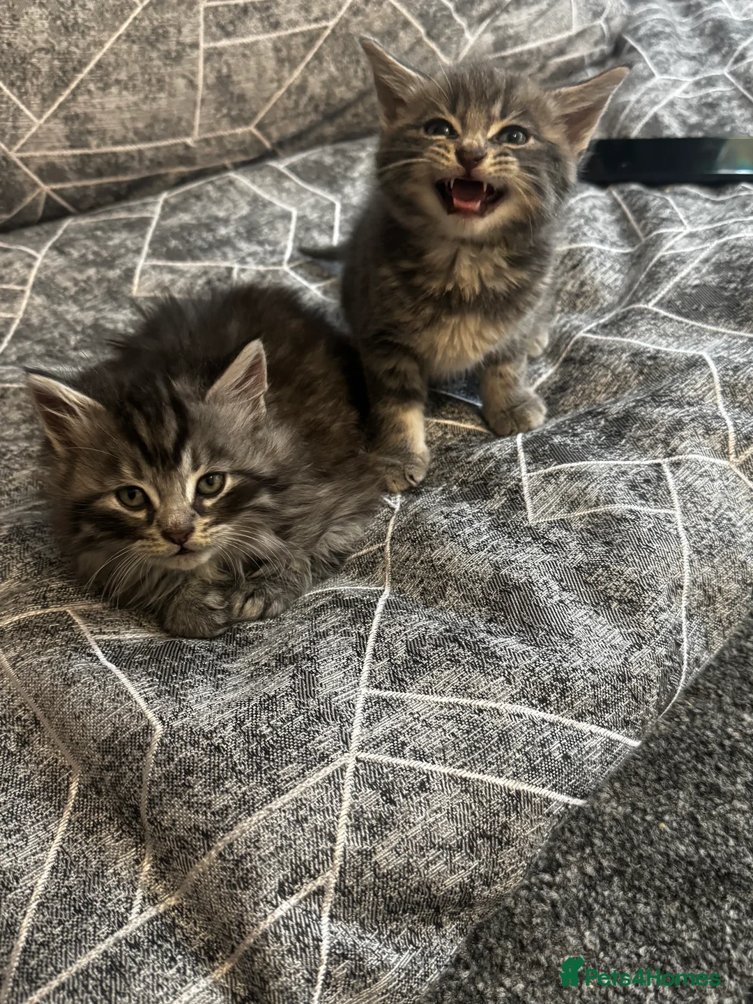 British Longhair cats for sale: Kittens - Advert 15