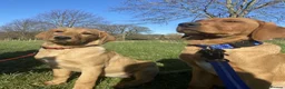 Labrador Retriever dogs for sale: Red fox Labrador retrievers  in Bath - Advert 6