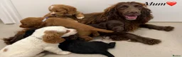 Cocker Spaniel dogs for sale: Beautiful cocker spaniel pups for sale! - Advert 9