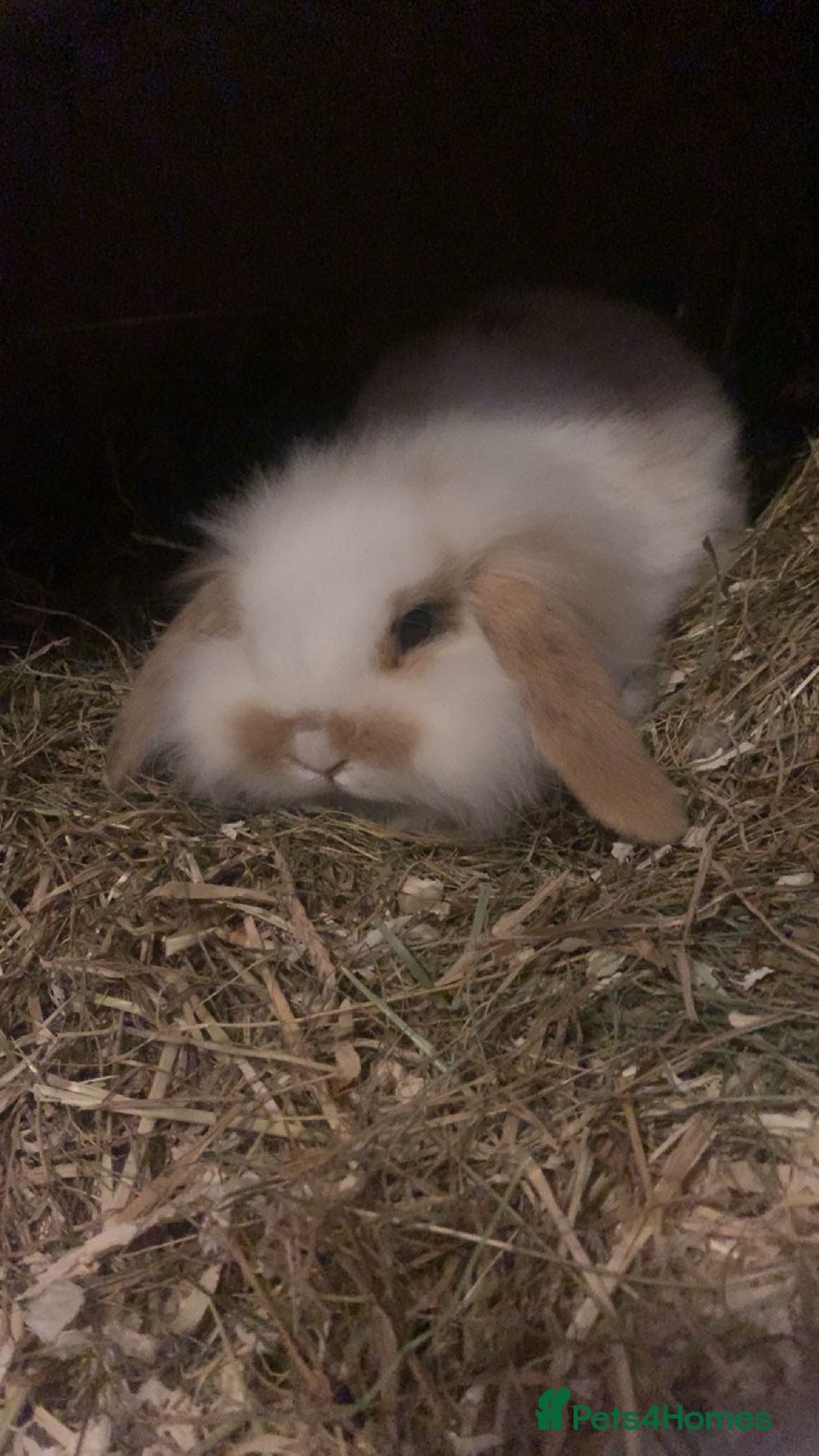 Mini Lop rabbits Male mini lop rabbit  - Advert 1