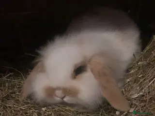 Mini Lop rabbits Male mini lop rabbit - Advert 15