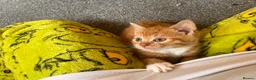 Mixed Breed cats for sale: Beautiful litter of Ginger Kittens  - Advert 3