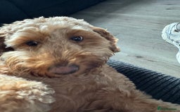 Cockapoo dogs for sale: Cockapoo bitch red 3 years old  - Image 16