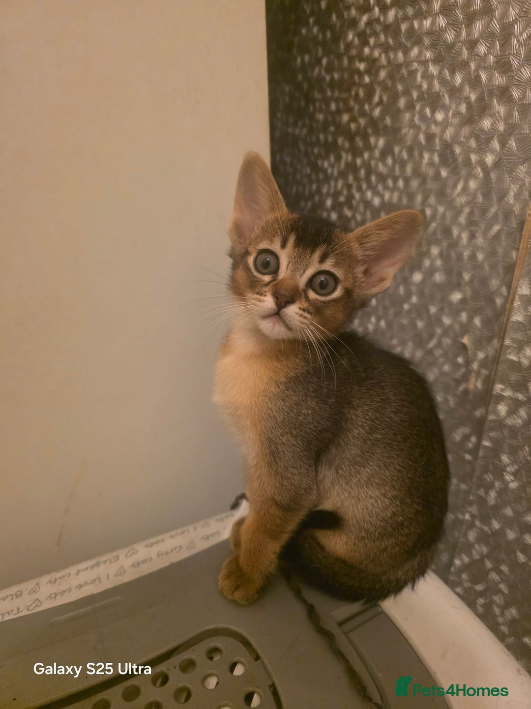 Mixed Breed cats for sale: Beautiful kittens looking for their forever homes - Advert 8