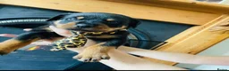 Rottweiler dogs for sale: GERMANY ROTTWEILER  in Southampton - Advert 8