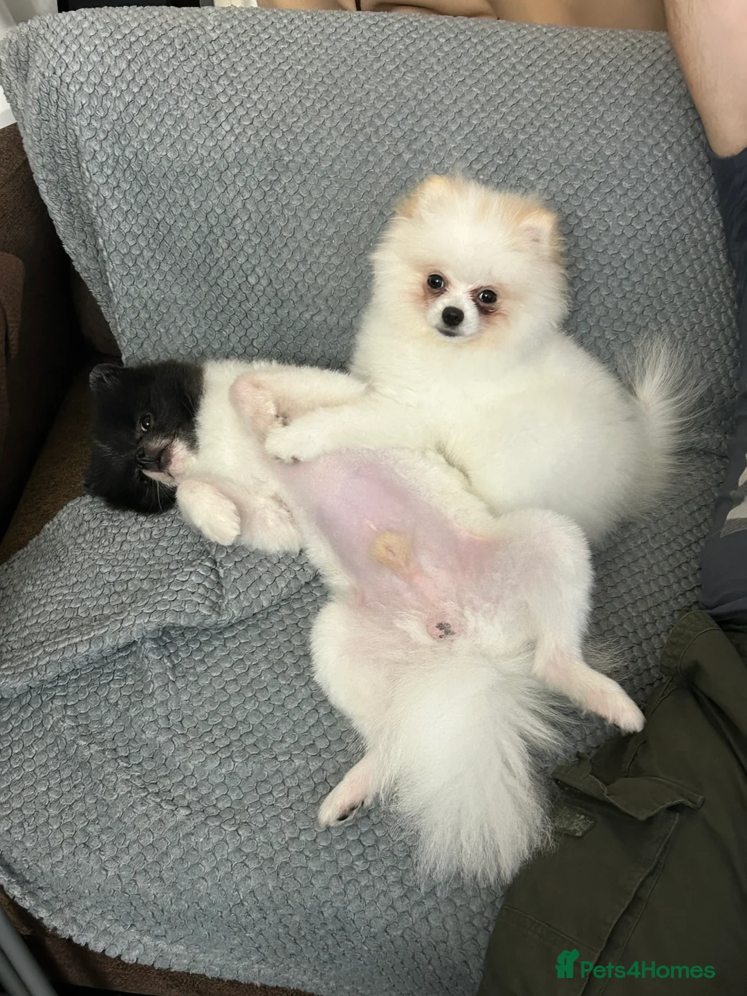 Pomeranian dogs for sale: Pomeranian Female Ready - Advert 9