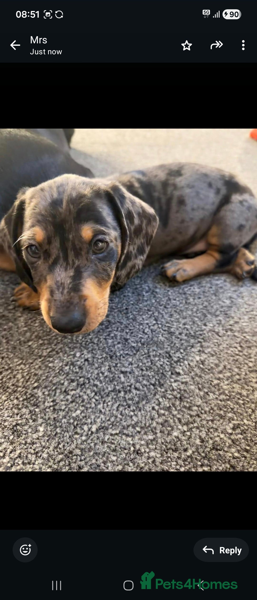 Dachshund dogs Stunning dachshund puppy male last of our litter.  - Advert 2