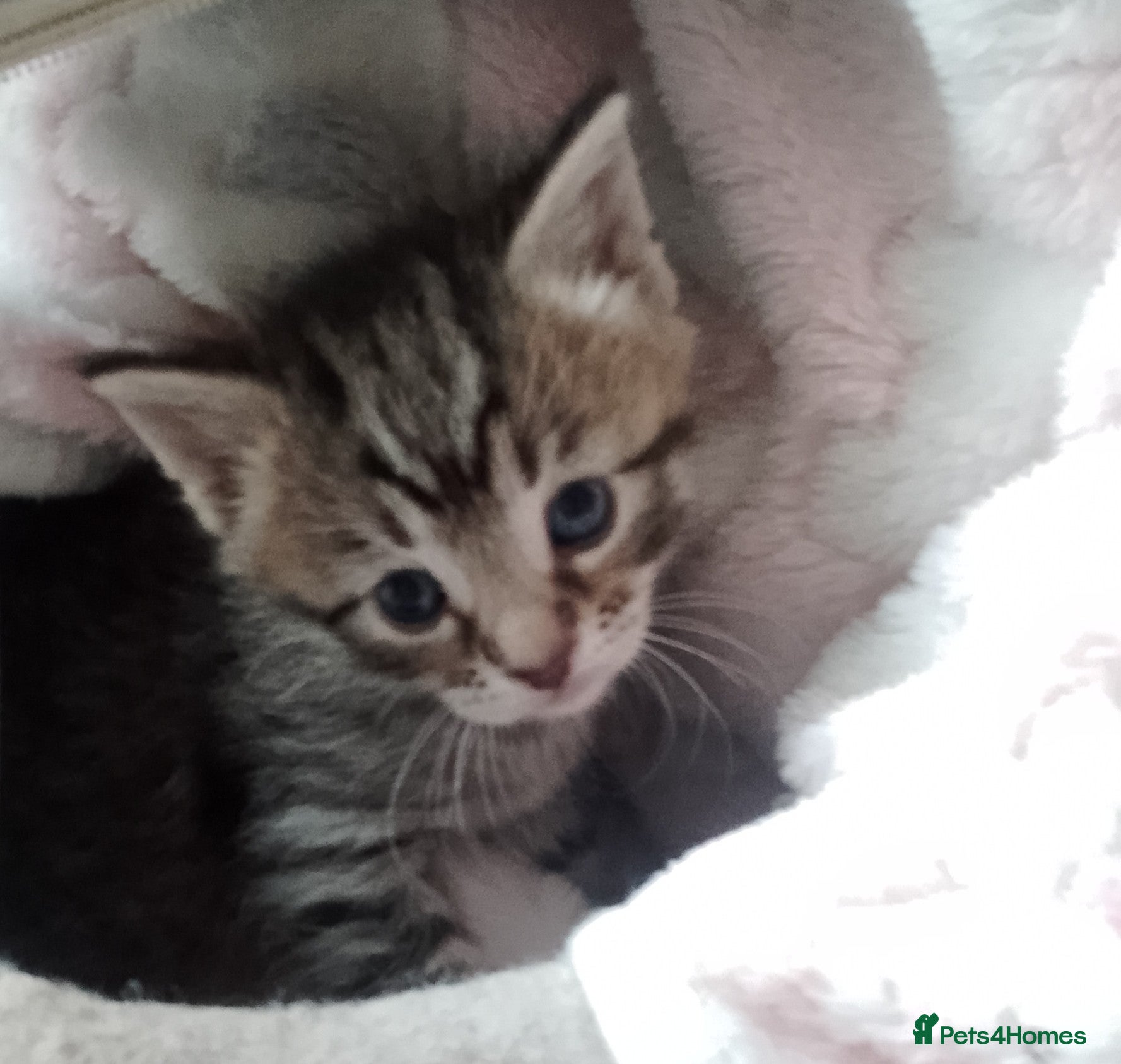 Mixed Breed cats Sphinx cross kittens available  - Advert 1