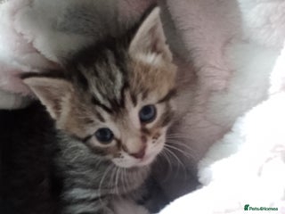 Mixed Breed cats Sphinx cross kittens available - Advert 1