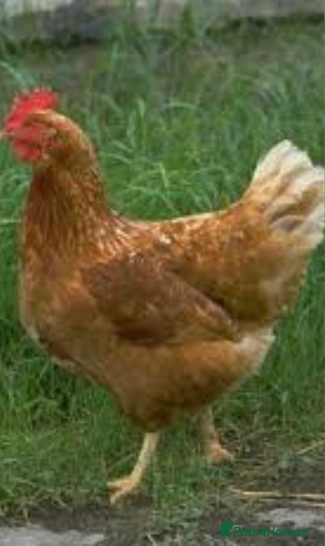 Hens poultry 15 chickens.  - Advert 1