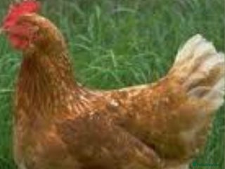 Hens poultry 15 chickens. - Advert 2