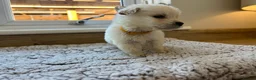 Golden Retriever dogs for sale: Our beautiful golden retriever pups - Advert 12