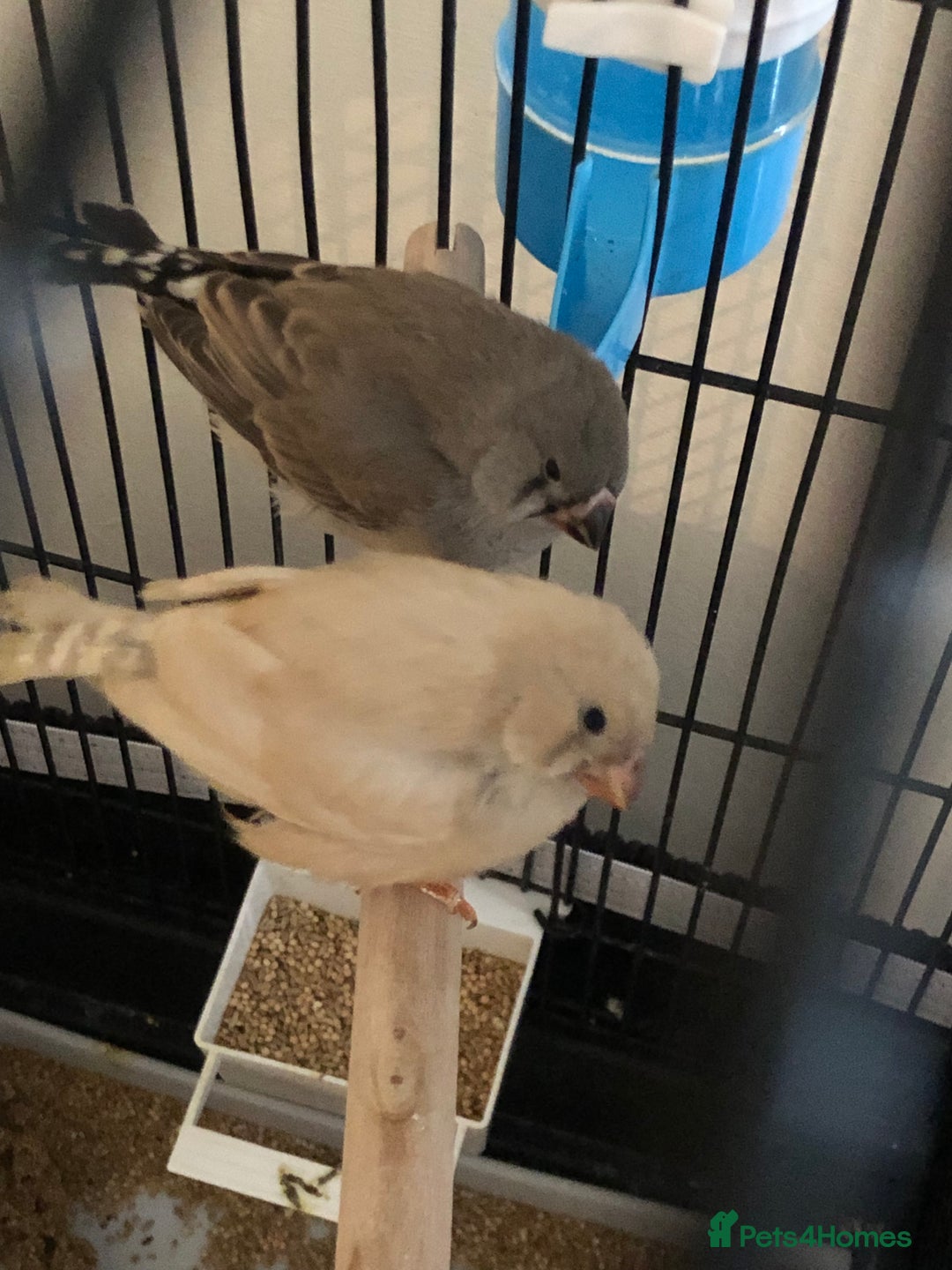 Finches birds for sale: 2 baby zebra finches - Advert 1