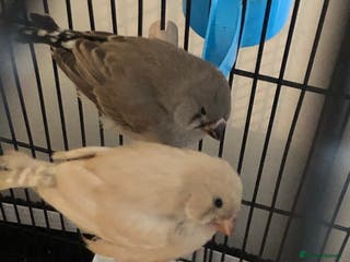 Finches birds 2 baby zebra finches - Advert 1