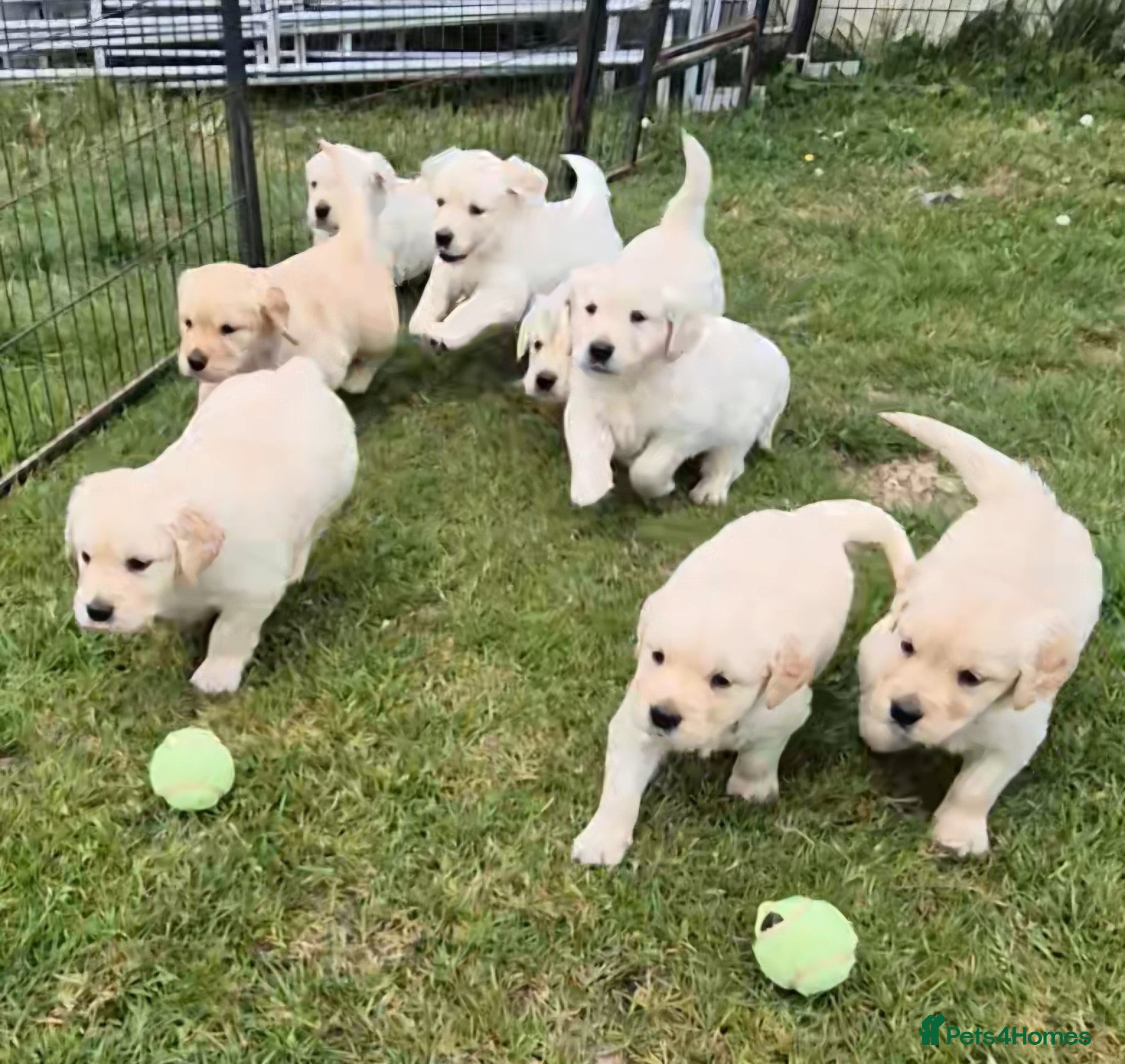 Golden Retriever dogs for sale: KC GOLDEN RETRIEVER PUPS SHOW CHAMPION PEDIGREE  - Advert 1