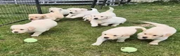 Golden Retriever dogs for sale: KC GOLDEN RETRIEVER PUPS SHOW CHAMPION PEDIGREE  - Advert 10
