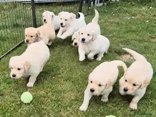 Golden Retriever dogs for sale: KC GOLDEN RETRIEVER PUPS SHOW CHAMPION PEDIGREE - Advert 1