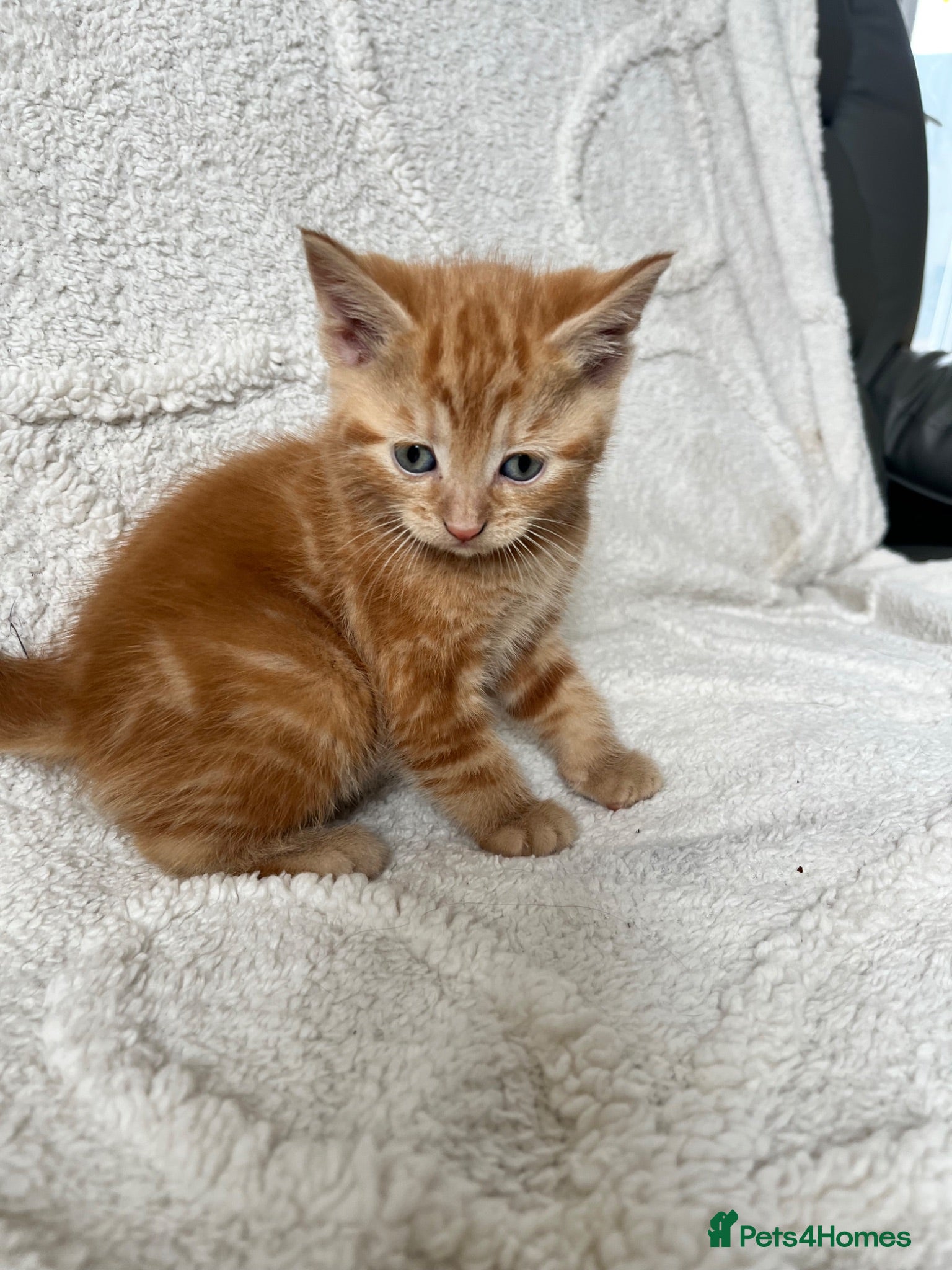 Mixed Breed cats Beautiful kittens  - Advert 1