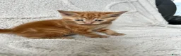 Mixed Breed cats for sale: Beautiful kittens  - Advert 1