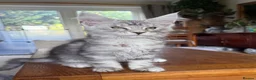 Maine Coon cats for sale: 💝Magnificent large TICA kittens 💖 - Advert 11