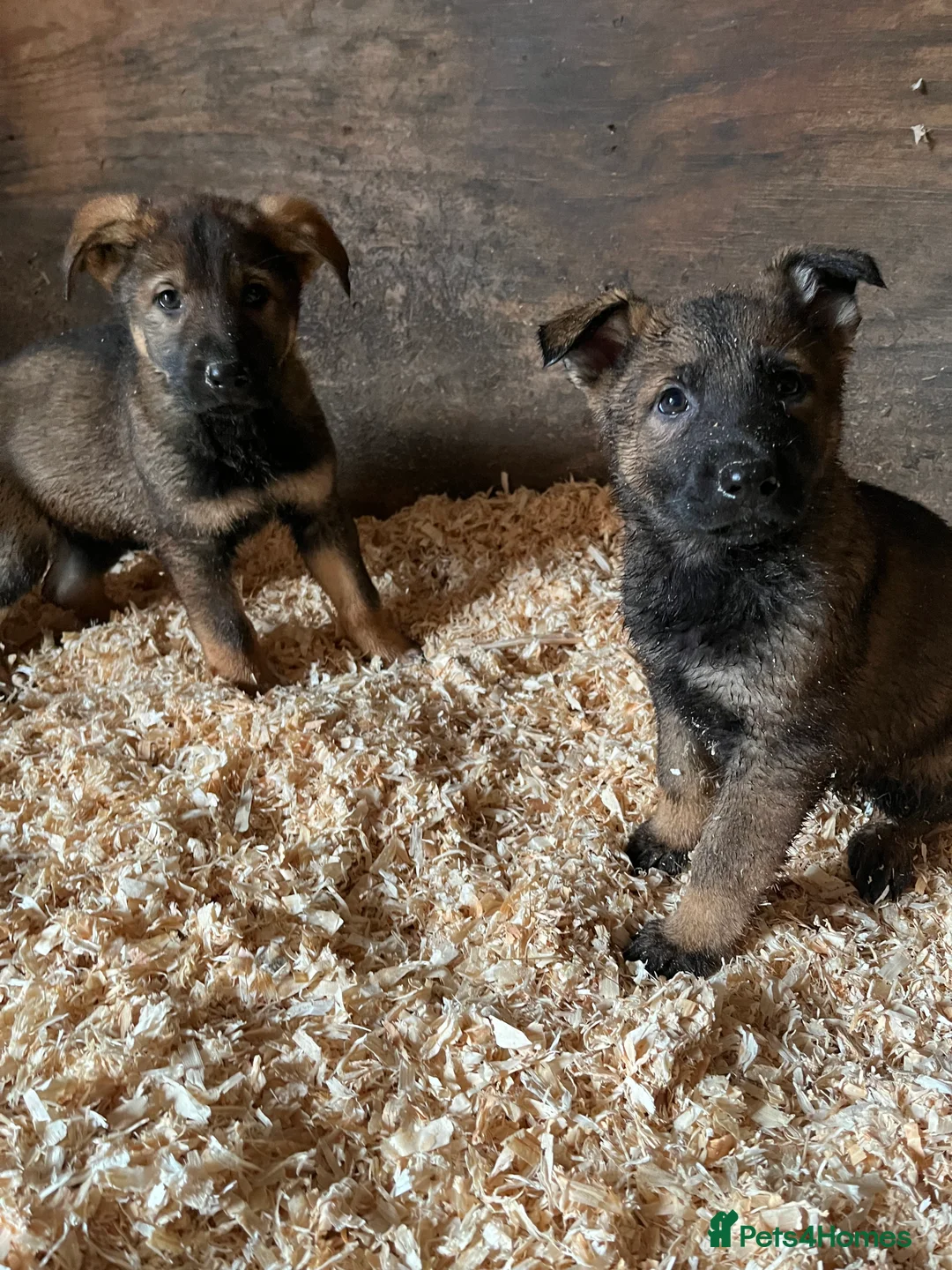 German Shepherd dogs for sale: German shepherd puppies - Advert 4