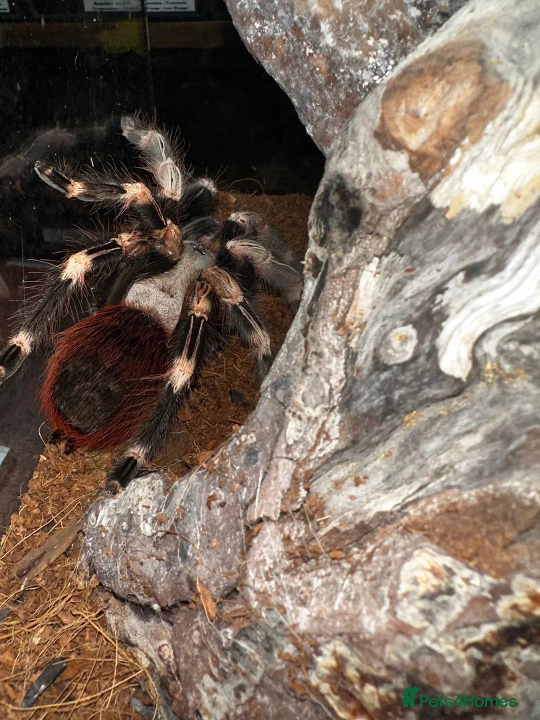 Tarantulas invertebrates for sale: Tarantula collection for sale  in Barnsley - Advert 2