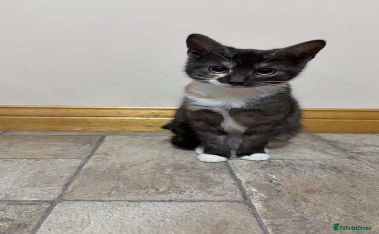 Mixed Breed cats - Advert 1