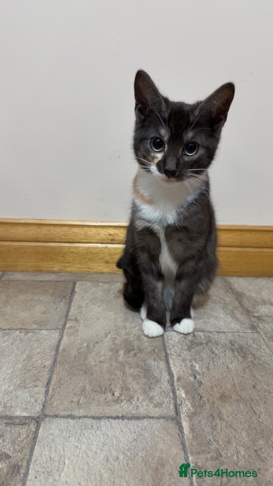 Mixed Breed cats for sale: TORTISHELL KITTEN  - Image 1