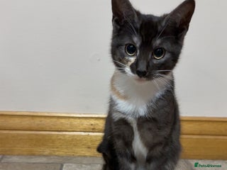 Mixed Breed cats - Advert 10