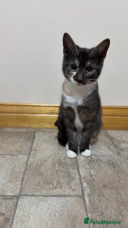 Mixed Breed cats - Advert 8
