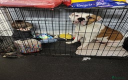 Mixed Breed dogs for sale: Marley American bull  - Image 10