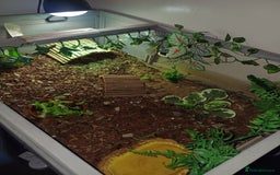 Tortoise reptiles for sale: Russian tortoise x2 and enclosure  - Image 3