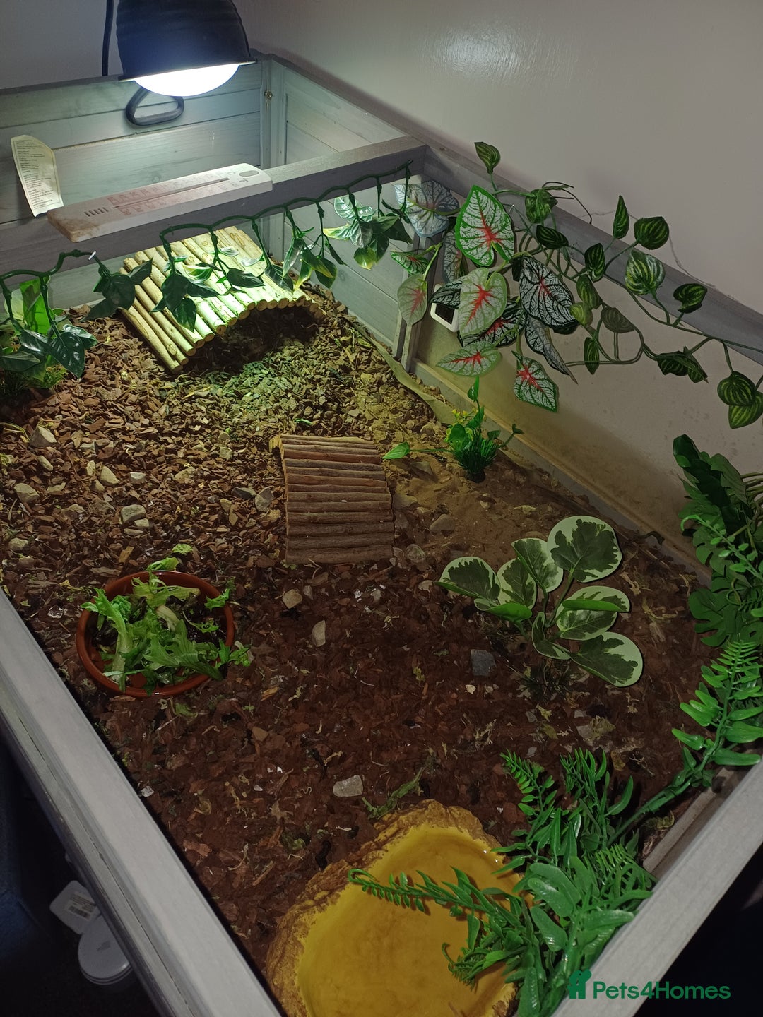 Tortoise reptiles for sale: Russian tortoise x2 and enclosure  - Image 3