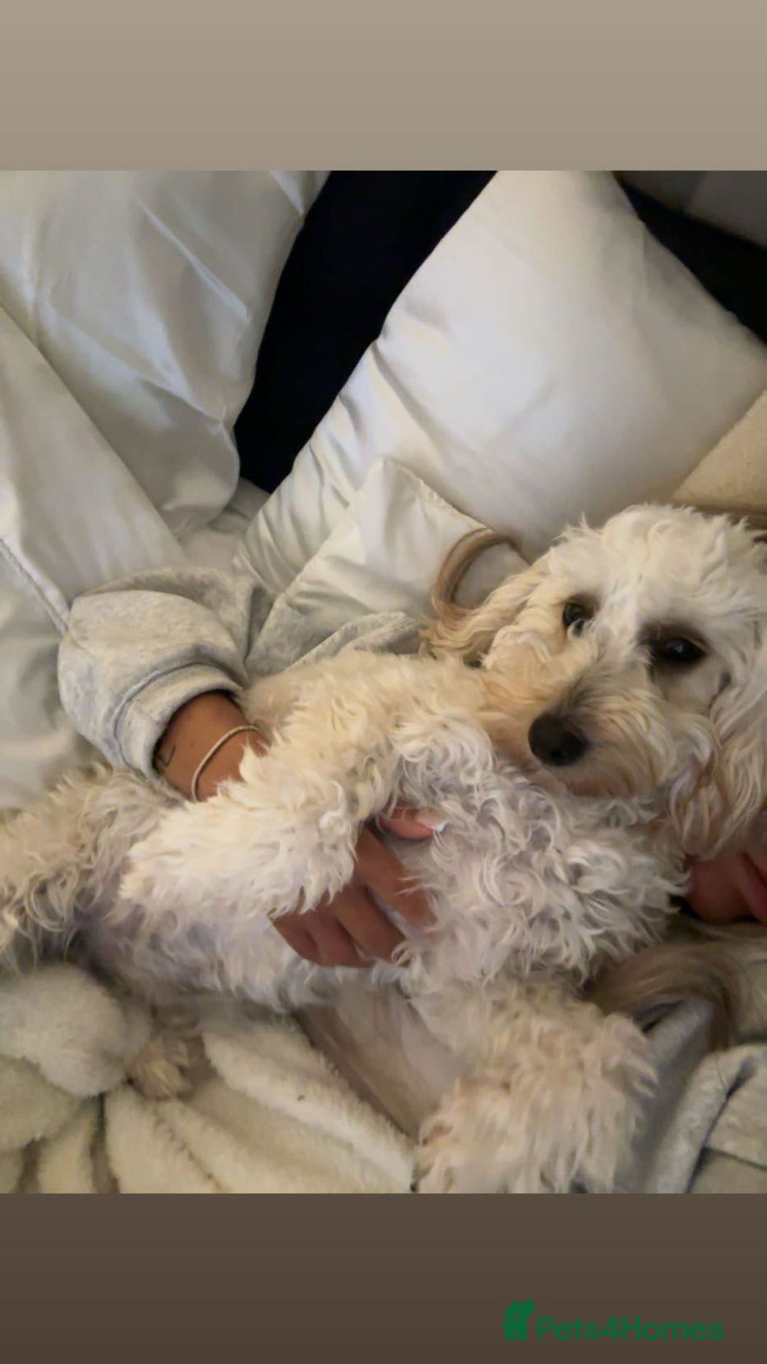 Australian Labradoodle dogs for sale: Daisy and Lilly  - Image 7