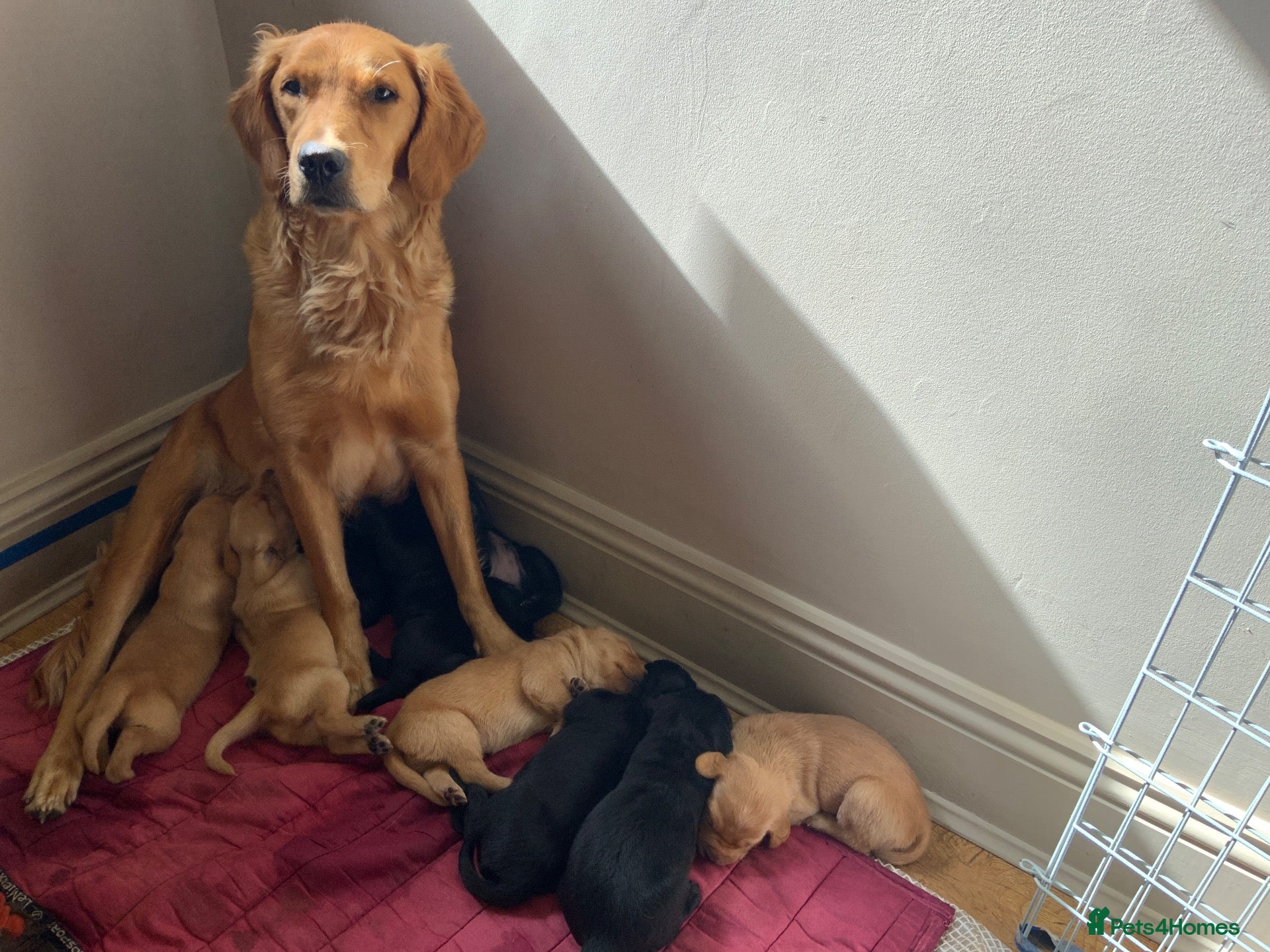 Goldador dogs  Goldador Puppies - Retriever/labrador  🐾 - Advert 9