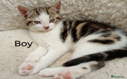Mixed Breed cats for sale: Lovely playful kittens  - Image 4