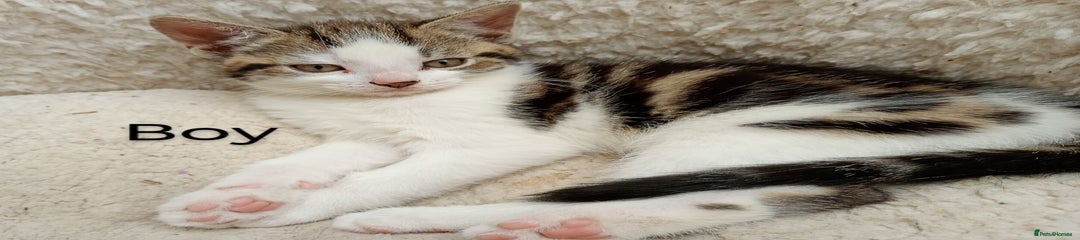 Mixed Breed Kitten 1