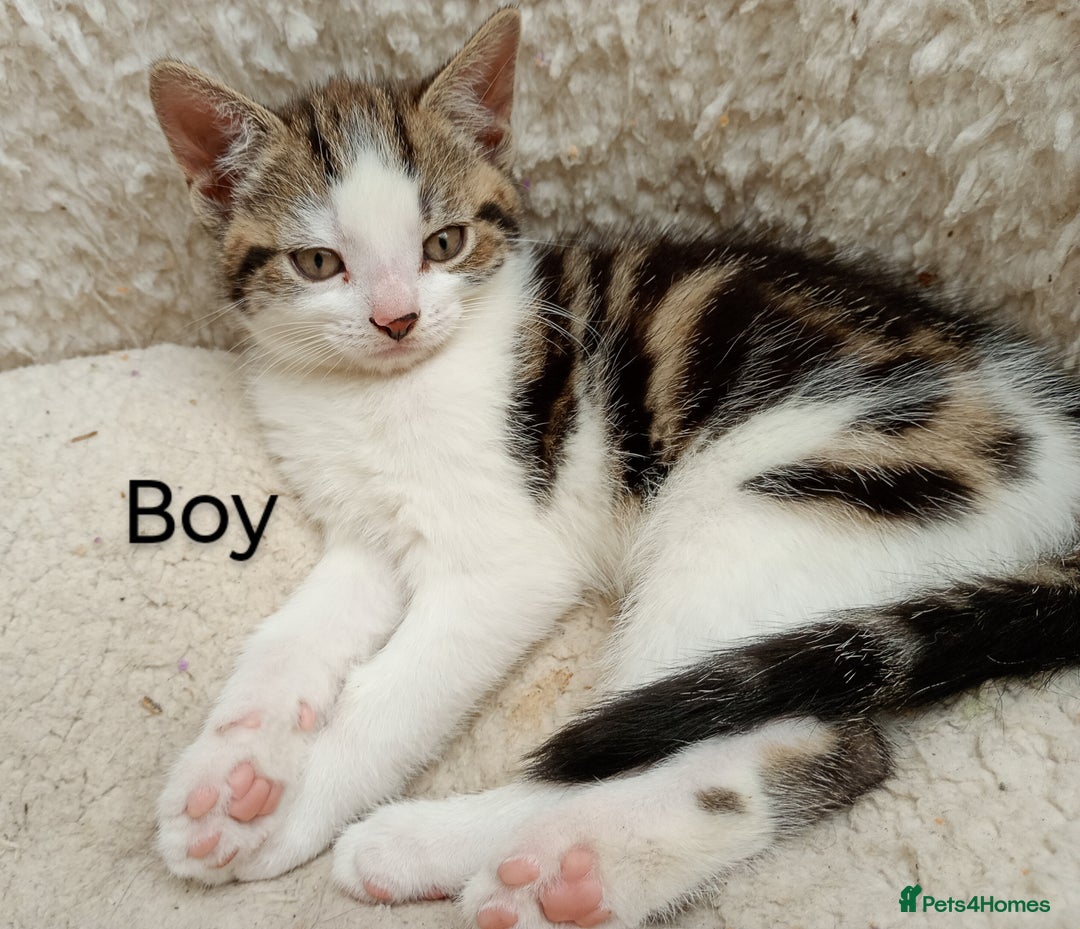 Mixed Breed cats for sale: Lovely playful kittens  - Image 4