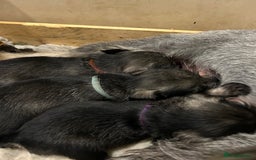 Schnauzer dogs for sale: Standard schnauzer pepper & salt KC reg vet check - Image 3