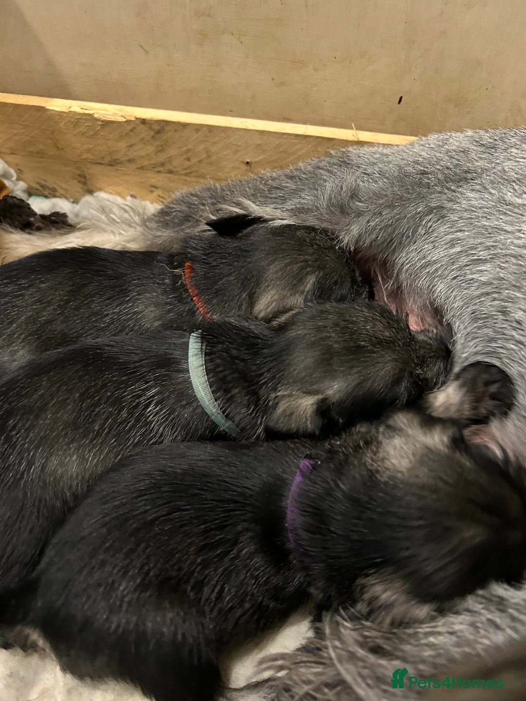 Schnauzer dogs for sale: Standard schnauzer pepper & salt KC reg vet check - Image 3