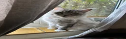 Maine Coon cats for sale: Lumihuitale, adult female silver in Llandysul - Advert 2