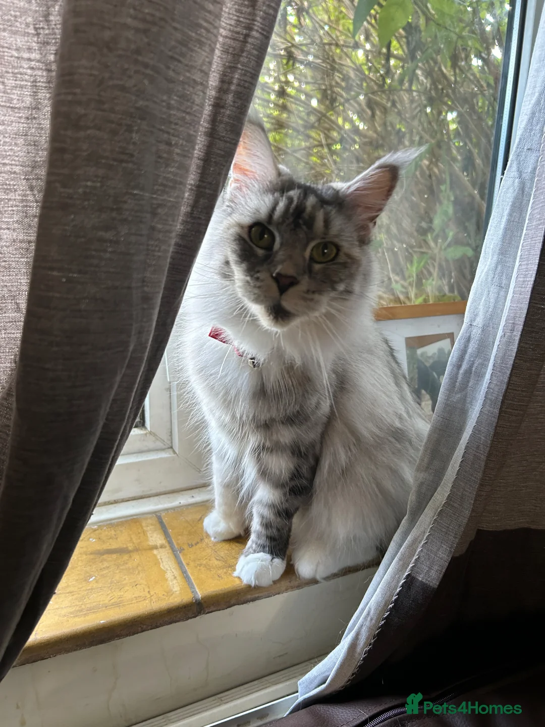 Maine Coon cats for sale: Lumihuitale, adult female silver in Llandysul - Advert 2