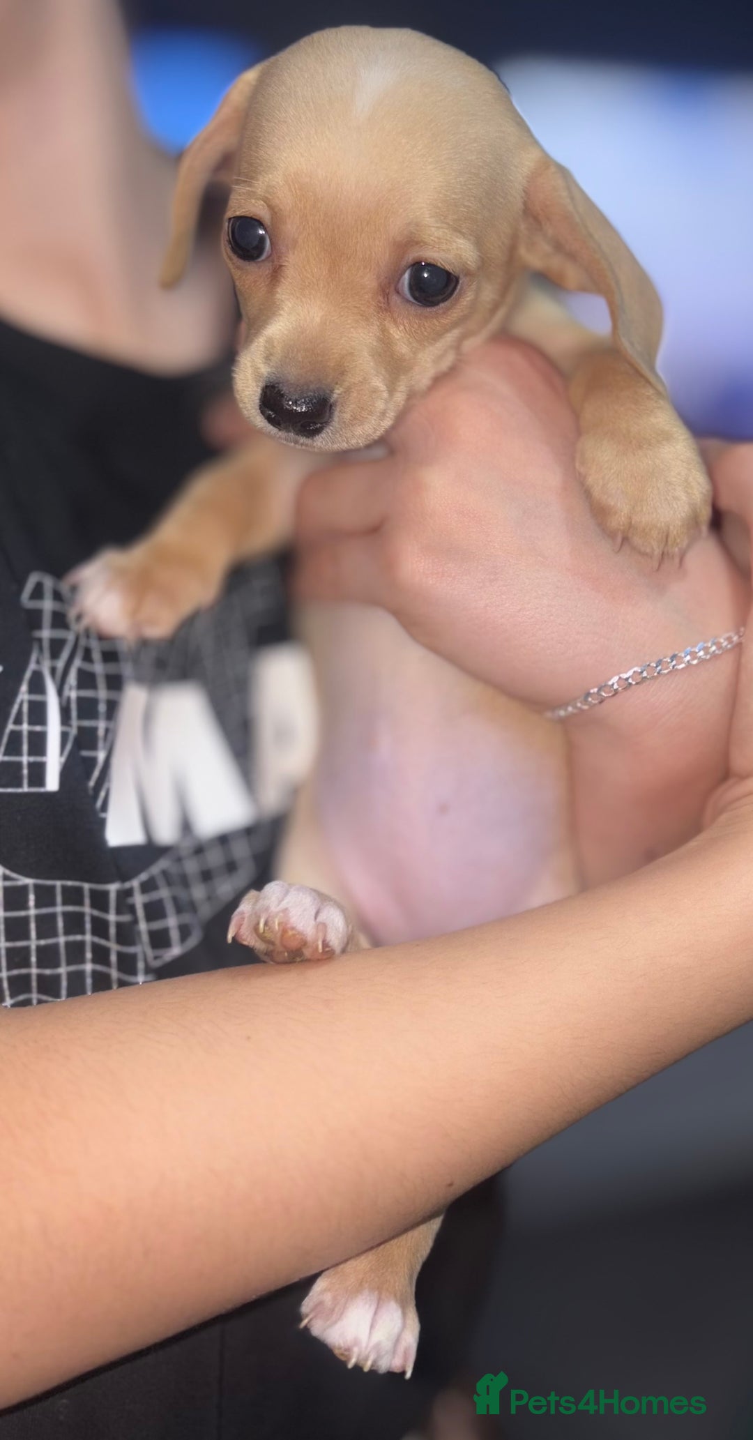 Chiweenie dogs for sale: Gorgeous Mini Dachshund X Puppies🐾 - Advert 23